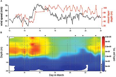 Dynamics of Prochlorococcus Diversity and Photoacclimation During Short-Term Shifts in Water Column Stratification at Station ALOHA